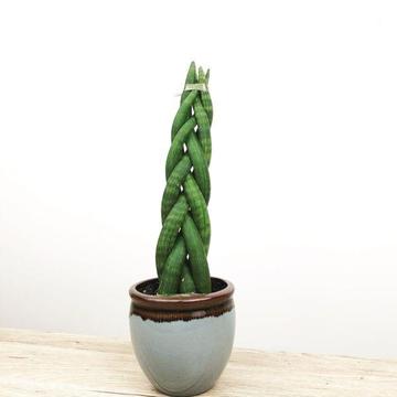 Air purifier-Sansevieria Cylindrica Plant for Sale in Melbourne CBD