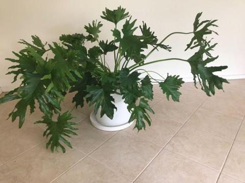 Rare frilly philodendron plant with white ceramic pot