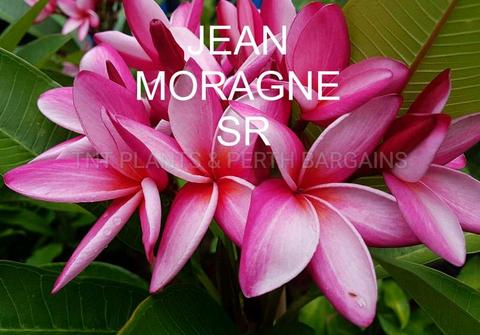 Jean Moragne SR Frangipanis Rooted Plants Tree Perth