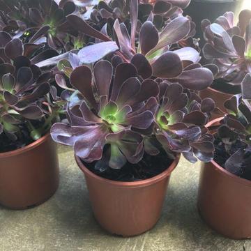 Succulent plants in medium pots