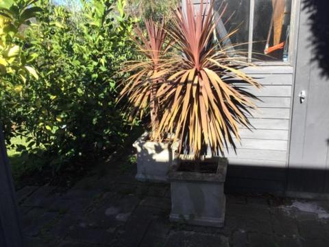 Mature Potted cordylines