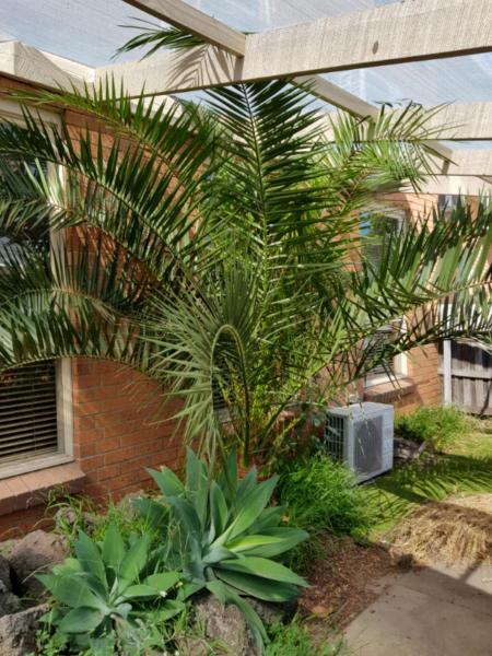 Silver Date Palm Tree