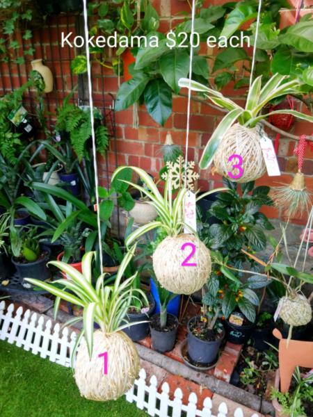 Newly made indoor plants Kokedamas, $20-$25 each, open on weekend
