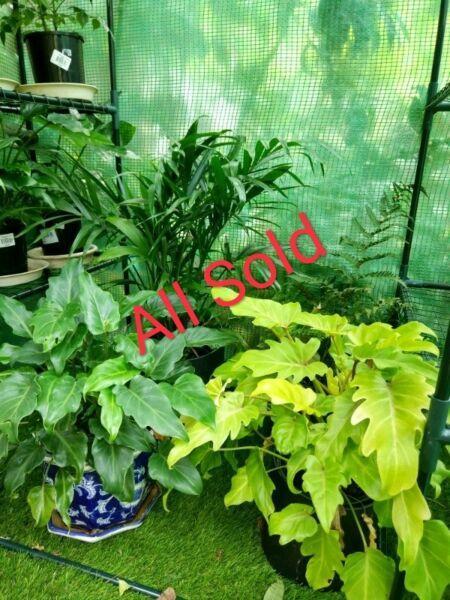 Indoor plants , price from $20-$35 each, big plants all Sold now
