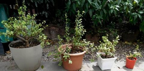 Jade Plants in Pots from $5 - $25