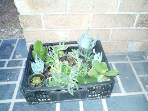 succulents as pictured $20.00 pickup today