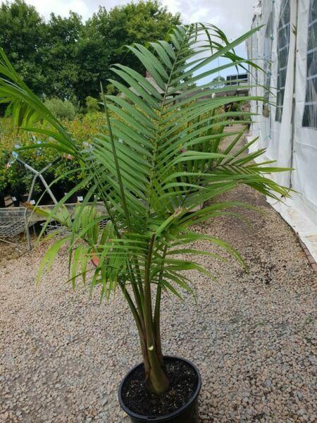 Majestic Palms In 250mm Pots Only $30 Each
