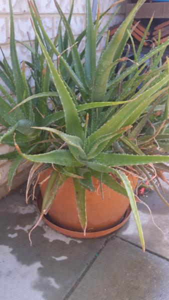 Aloe vera in terracotta pots
