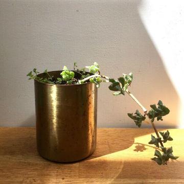NEW Rustic Distressed Brass Pot w Healthy Established Succulent Plants
