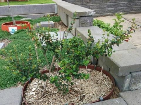 Tazziberry plant (aka ugni, chilean guava, blueberry like fruits)