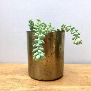 NEW Rustic Distressed Brass Pot with Donkey Tail Succulent Plants