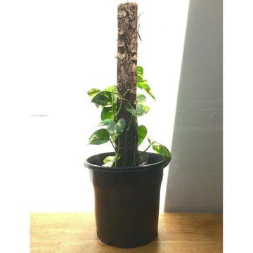 Healthy Established Devils Ivy with Totem Indoor Pot Plant