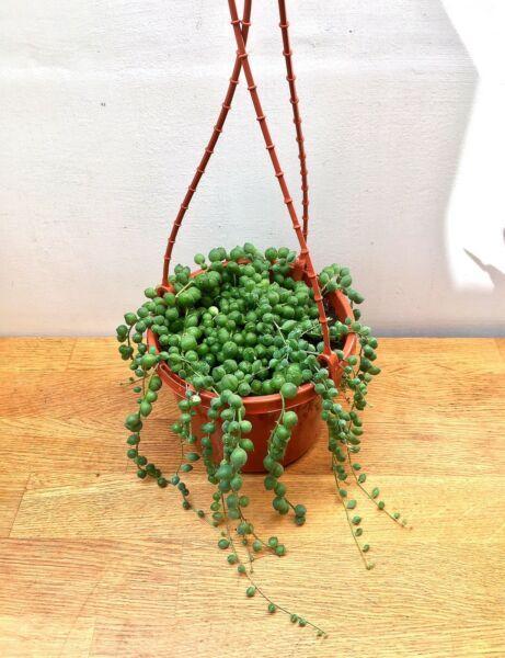 Healthy Established String of Pearls Succulent Plant in Hanging Pot