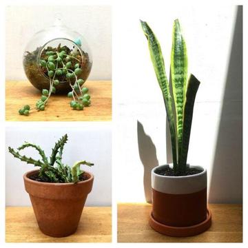 Established Indoor & Outdoor Pot Plants - Succulents Cacti Devils Ivy