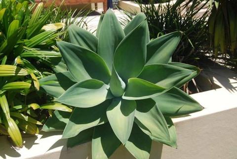 Agave attenuata Common name: Soft Leaved Agave, Lion's Tail Agave