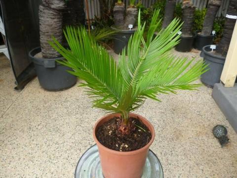 Cycad - Sago Palm