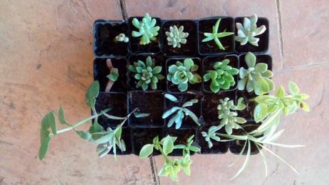 20 Mixed hardy Plants in tubes - $8 the lot