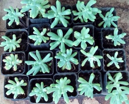 20 Jelly Bean plants in tube pots $8 the lot