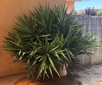 Yucca Evergreen Shrubs X20 Remaining Available - Pickup 3044