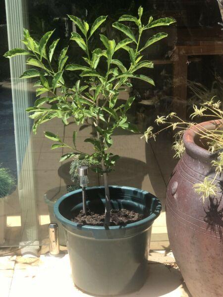 Boab Trees x 3 plants bonsai healthy rare sale $100 Each Perth grown
