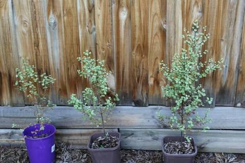 Three Pittosporum Trees in pots - all 3 for $12