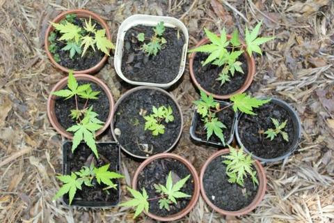 Japanese Maple Tree Seedlings in pots - $2 Each - 15 available