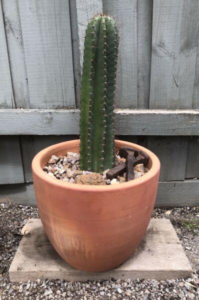 Stunning potted cactus in egg shaped terracotta pot