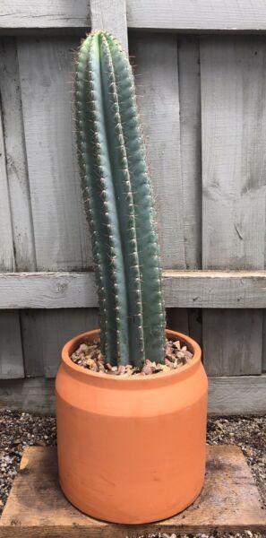 Stunning cactus in terracotta pot