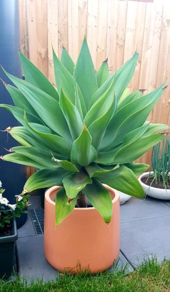 Large (more than 1m) agave in pot