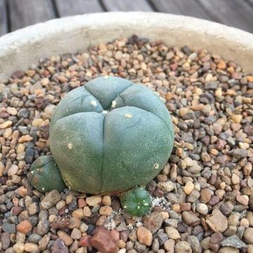 Peyote cactus (Laphophora Williamsii)
