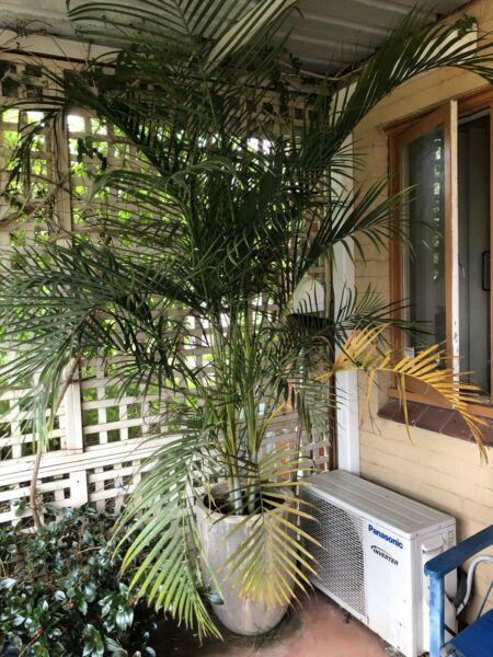 MASSIVE Golden Cane Palm