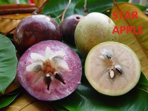 longan, lychees, other fruit trees and plants for sale FROM $20