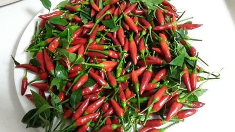 Organic Hot Fresh Chillies - $11 per kg