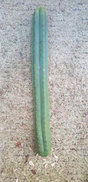 'rod' San Pedro cactus trichocereus pachanoi