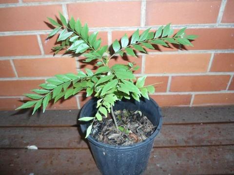 Curry Leaf Tree - Murraya Koenigii - Seedling