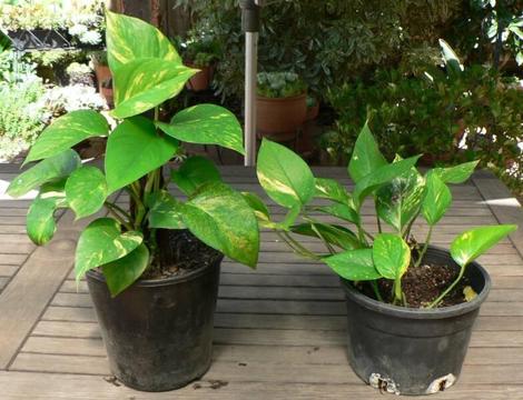 Indoor Plants - Various sizes & prices