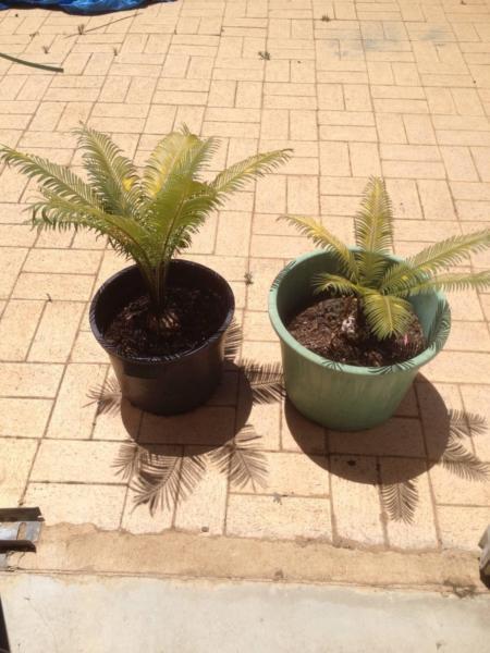 Cycads established in pots
