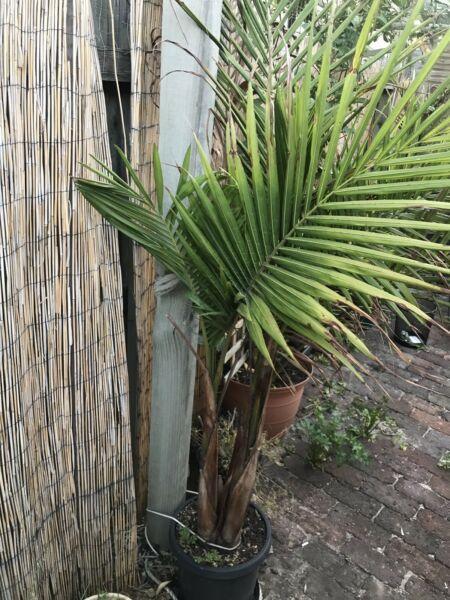 Mature Bungalow Palms medium pots