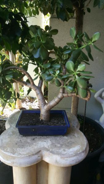 Bonsai succulent jade tree