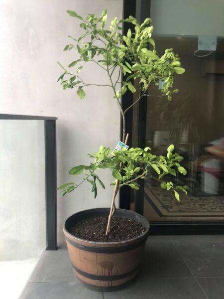 Lime tree for sale!