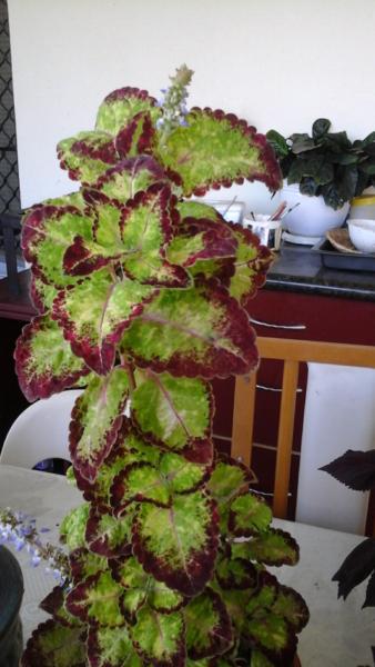 Colourful Coleus Cuttings For Sale