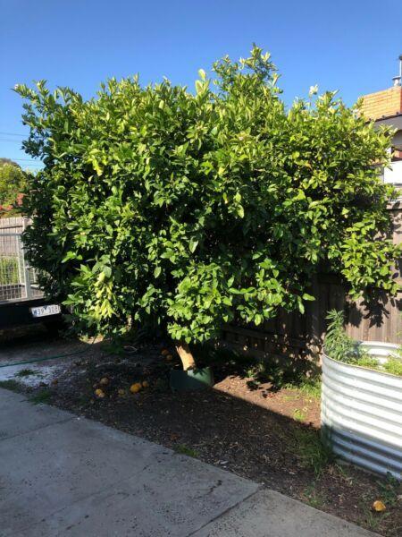 Fully matured large Lemon tree