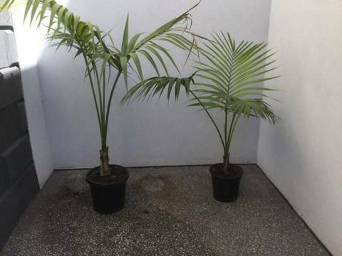 Kentia Palm tree plants