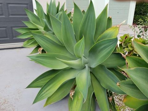 Giant Agave Plants