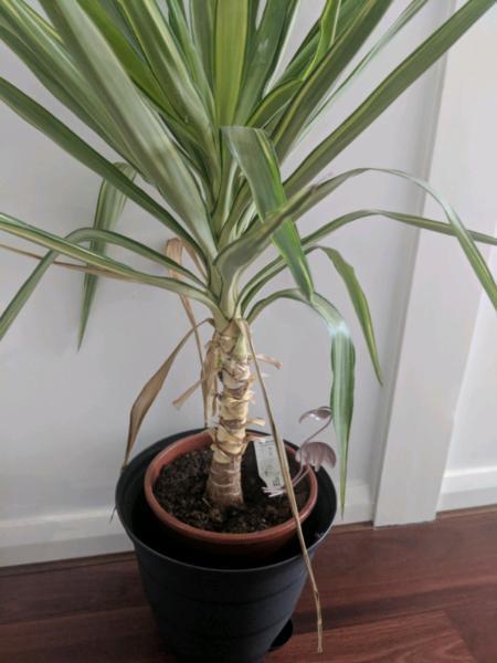 Yucca potted plant