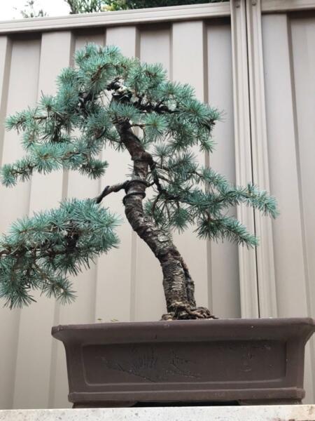 Large blue cedar bonsai plant