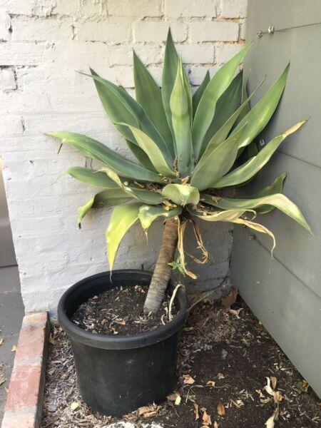 Giant Agave Plant