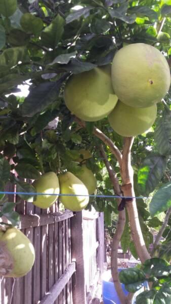 TREES: Pomelo (Nam Roi) Bamboo, Malabar Plum (Rose apple)(Cây Lí)