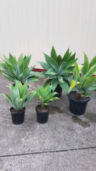 Agave plants in pot
