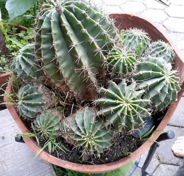 Large cactus plant